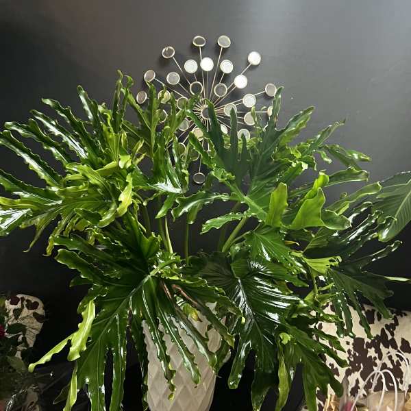 XL Split Leaf Philodendron Plant