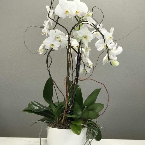 White orchid plant in a white pot with arching stems