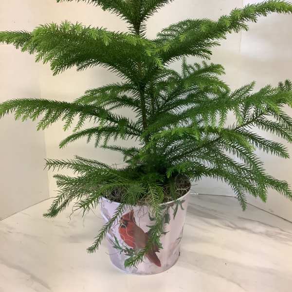 Potted evergreen plant with layered horizontal branches in a decorative container