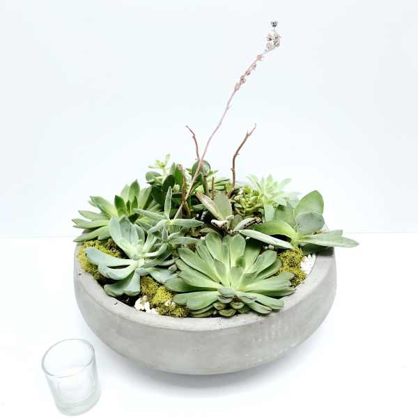 Succulent arrangement in a round concrete bowl with a small glass votive nearby