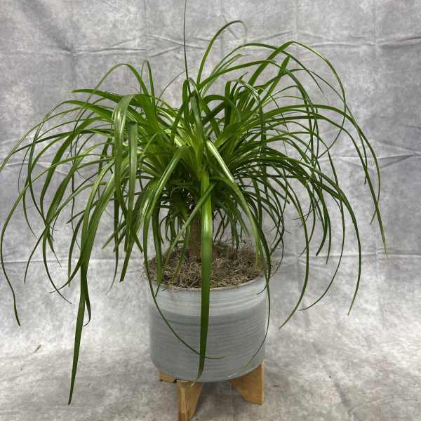 Potted ponytail palm in a gray planter on a wooden stand