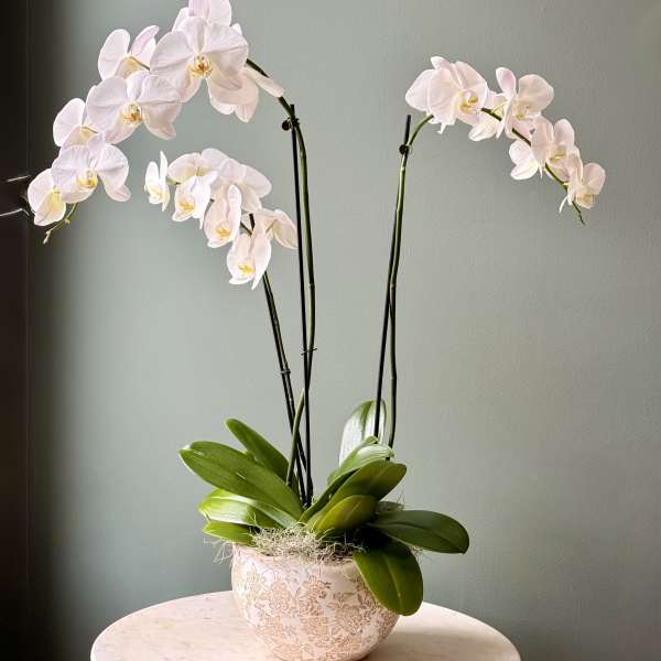 Elegant Orchid Trio