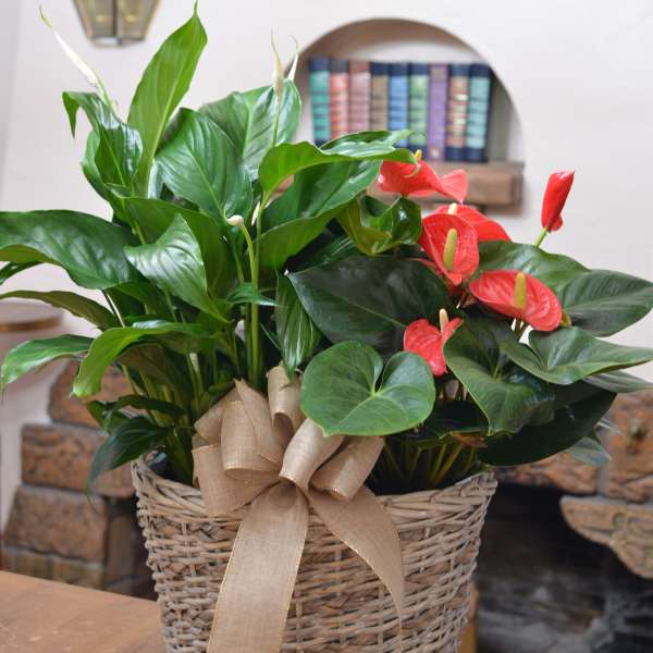 Basket arrangement with green houseplants and red anthurium blooms