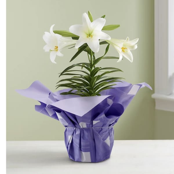 Potted white lilies wrapped in purple paper