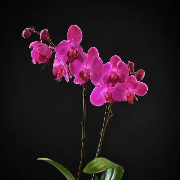 Pink orchid stems in a clear glass vase with moss