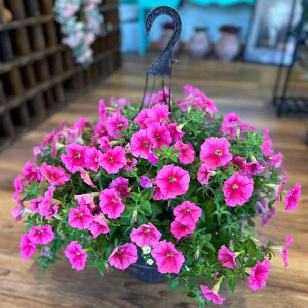 Hanging basket of bright pink petunias