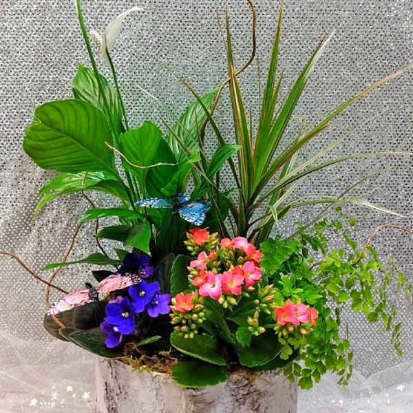 Tropical arrangement with white calla lilies and pink blooms in a birch-style container