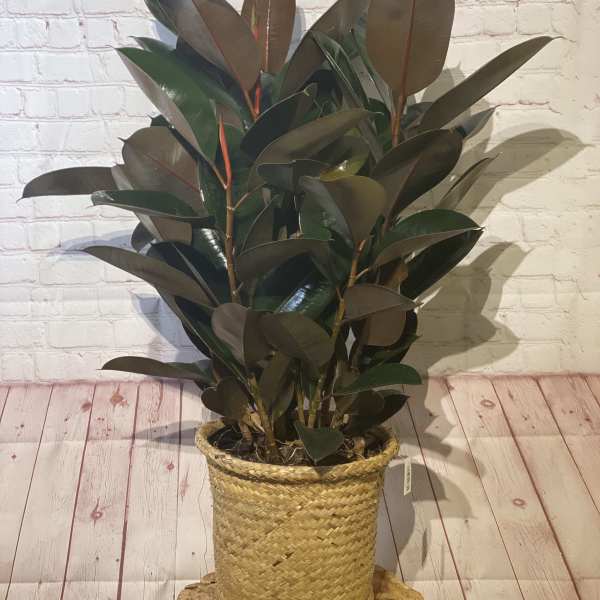 Potted rubber plant in a woven basket planter
