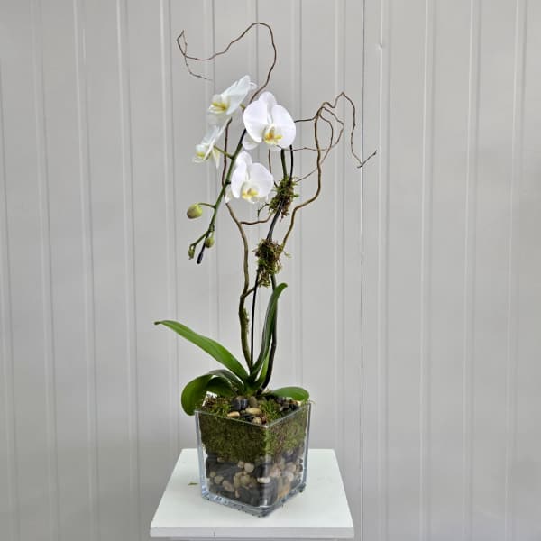Single White Orchid Planter