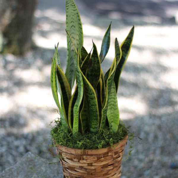Potted snake plant in a woven basket