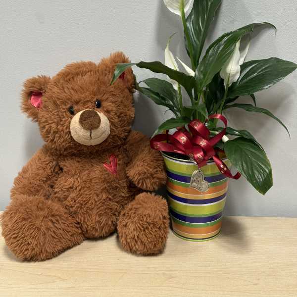 Teddy bear beside a potted peace lily with a ribbon