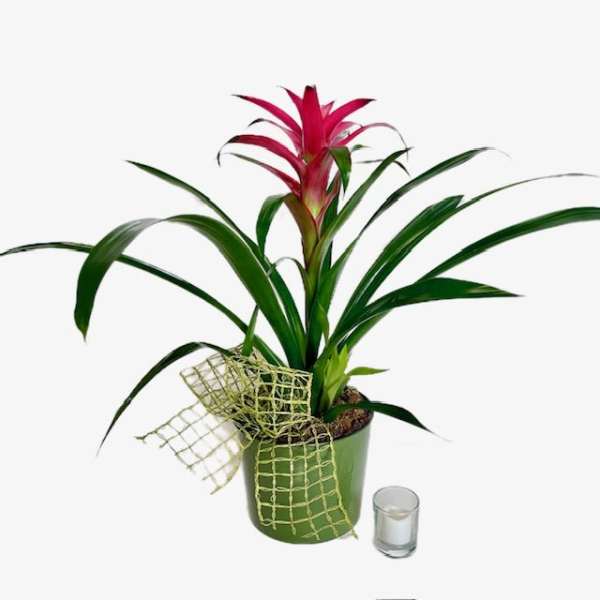 Potted bromeliad with a pink flower spike and a small candle beside it