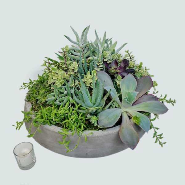 Succulent Abundance