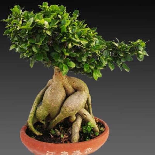 Potted bonsai tree with dense green foliage and exposed roots in a shallow ceramic pot