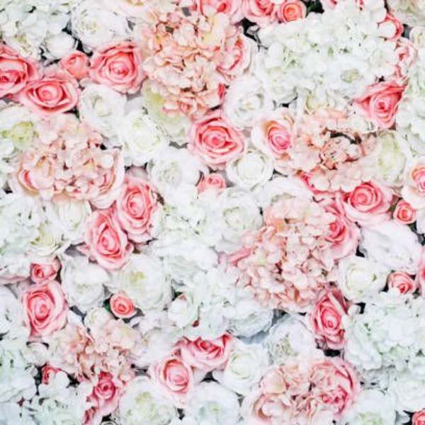 Wall of pink and white roses and hydrangeas