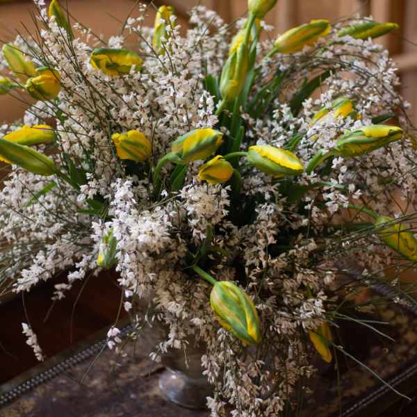 Tulips