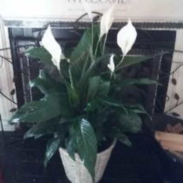 Floor size Blooming Peace Lilies