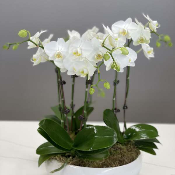 White orchids in a low white bowl planter
