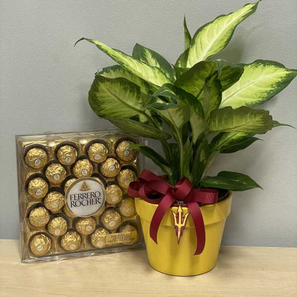 ASu Plant & Chocolates