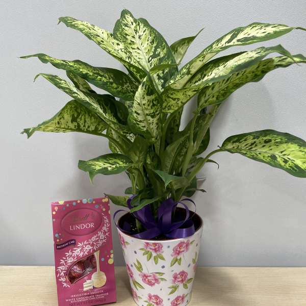 Pretty Planter & Birthday Truffles