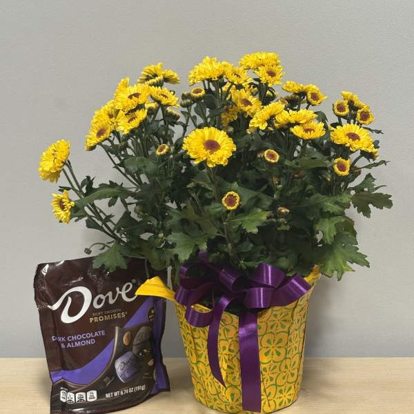Daisy Plant & Dove Dark Choc.