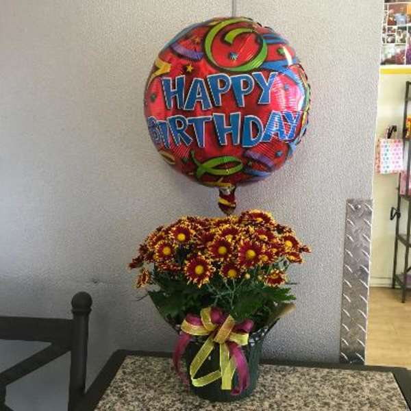 Burg Birthday Daisy Plant