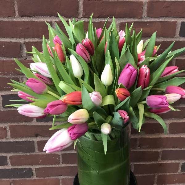 Bouquet of pink and white tulips in a tall vase