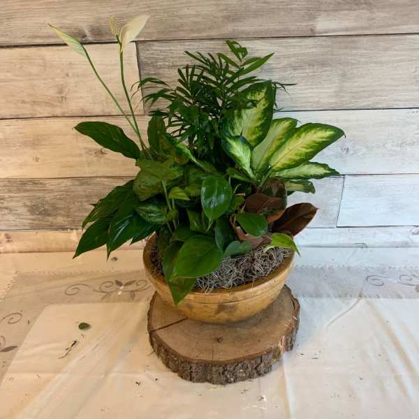 Mixed potted houseplant arrangement in a shallow ceramic bowl