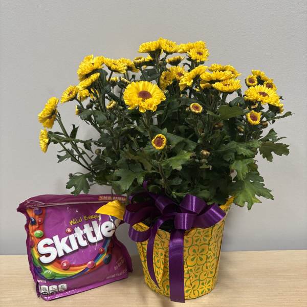 Daisy Plant & Skittles