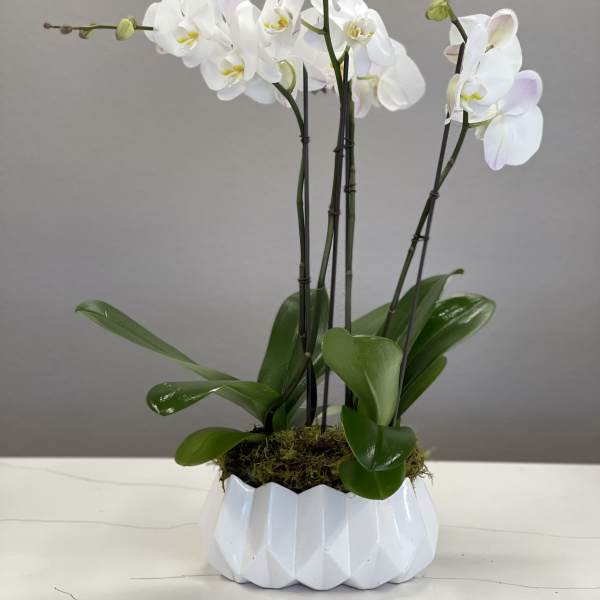 White orchids in a white ceramic pot with glossy green leaves