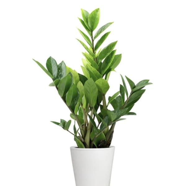 Potted green houseplant in a white planter