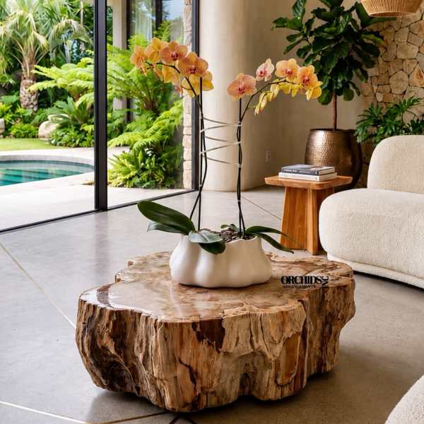 Potted orchid arrangement with peach blooms on a sculptural table