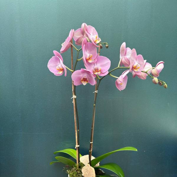 Pink orchid plant in a white pot