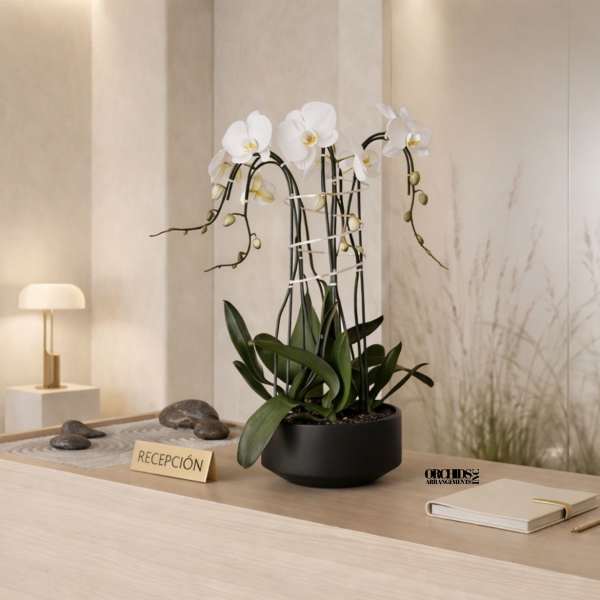 White orchids in a black pot on a reception desk