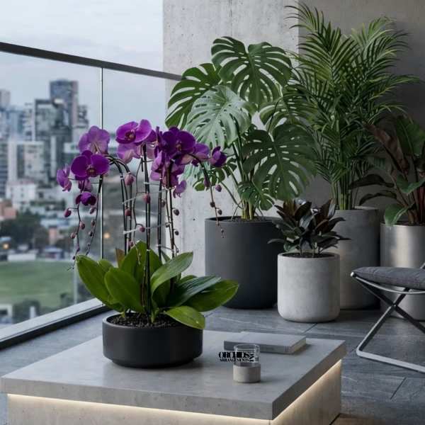 Purple Phalaenopsis Orchid Arrangement – 4 Stem Signature Design