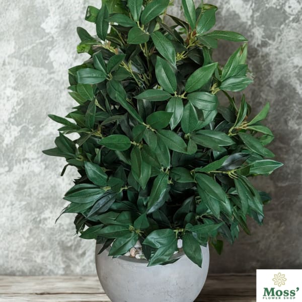 Potted green plant with dense glossy leaves in a gray planter