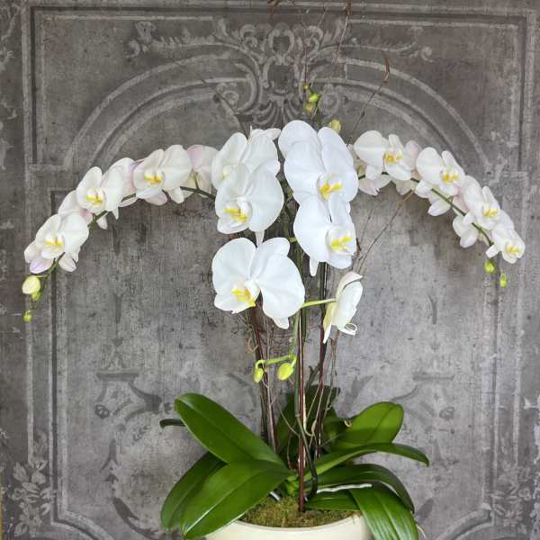 Phalaenopsis Orchid Trio