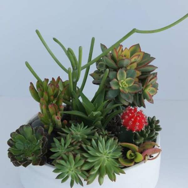 Succulent arrangement in a white bowl with a small red cactus