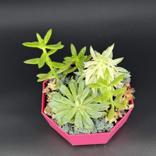 Small succulent arrangement in a pink geometric pot