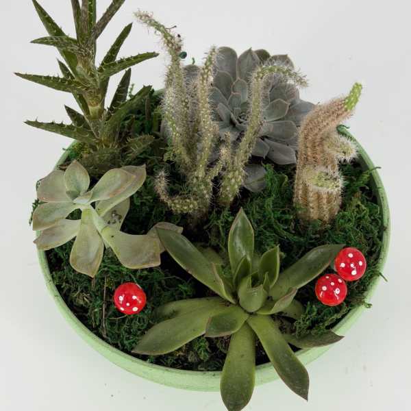 Succulent planter in a shallow green bowl with red mushroom decorations