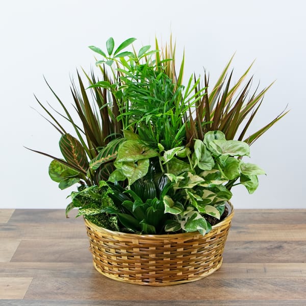 Basket of assorted green houseplants in a woven planter
