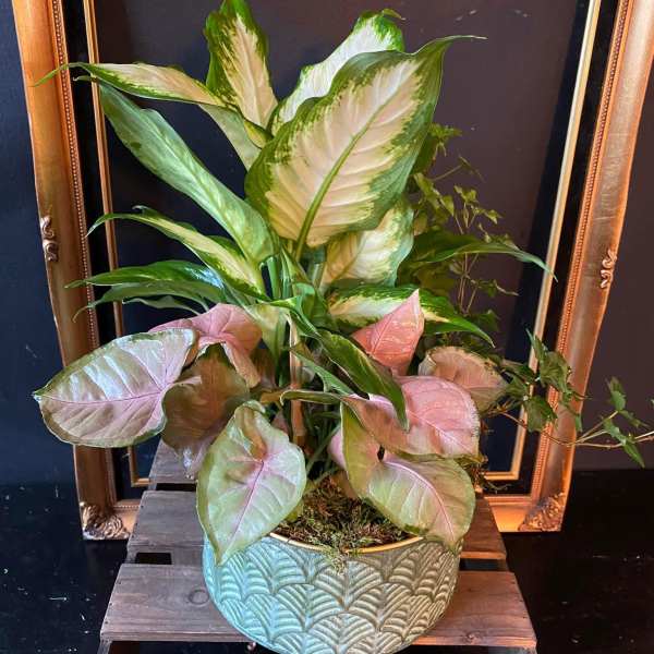 Potted tropical foliage plant with pink and green leaves in a decorative ceramic pot
