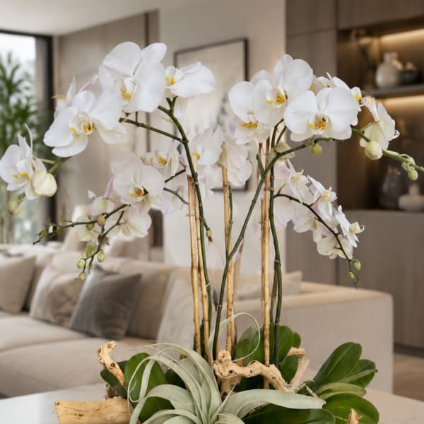 White orchid arrangement in a white bowl with air plants and driftwood