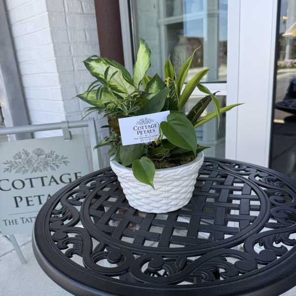 Dish Gardens
