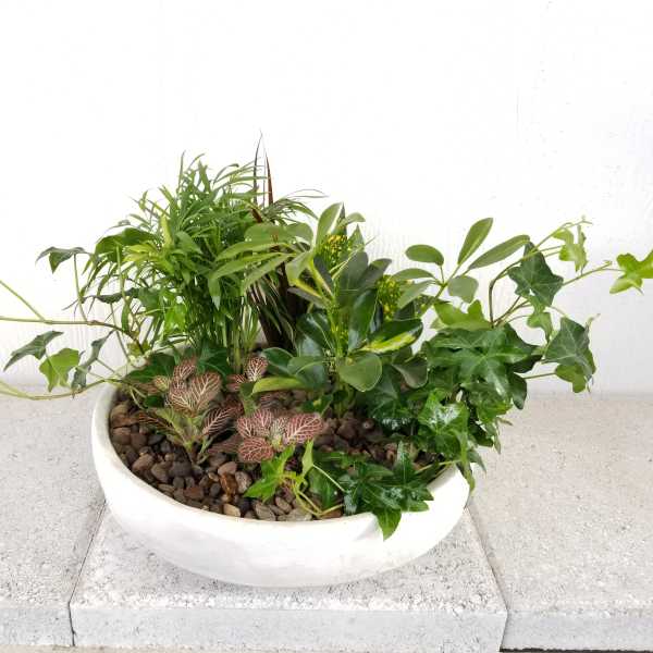 Zane bowl planter