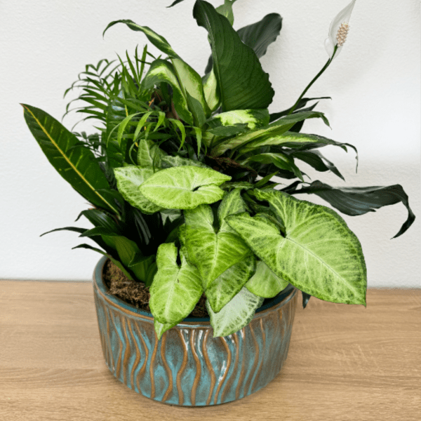 Large Dish Garden