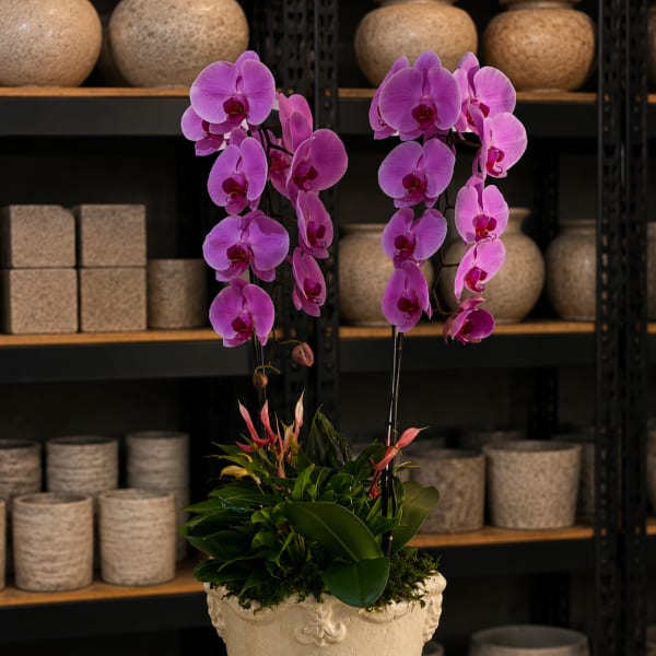 Potted arrangement with purple orchids in a cream urn-style planter