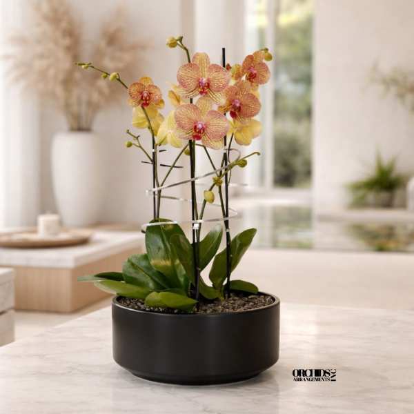 Peach Phalaenopsis Orchid Arrangement – Triple Stem Contemporary Arrangement