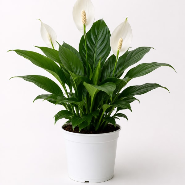 Potted peace lily with white blooms in a white container