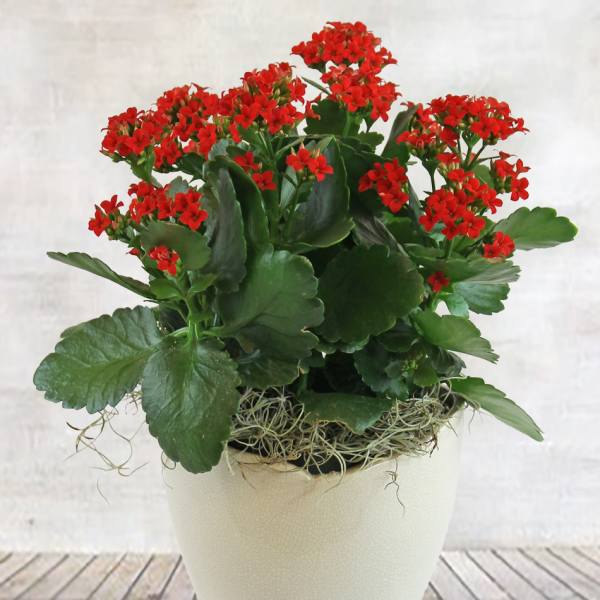 Potted plant with red flowers in a white planter